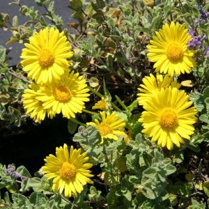 Doronicum orientale 'Leonardo Compact''™