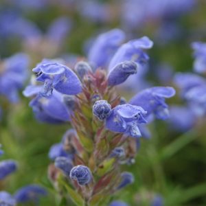 Dracocephalum argunense 'Blue Carpet'