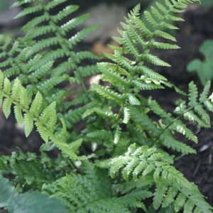 Dryopteris affinis