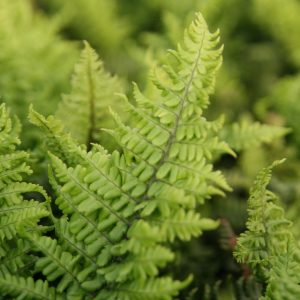 Dryopteris affinis 'Crispa Congesta'