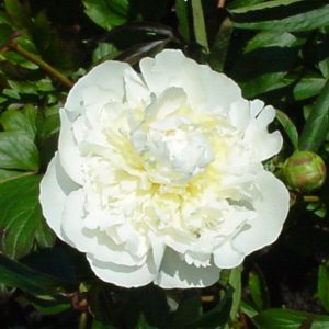 Paeonia lactiflora 'Duchess de Nemours'