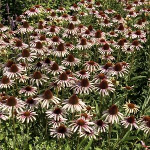 Echinacea purpurea 'Pink Tip'  (S)