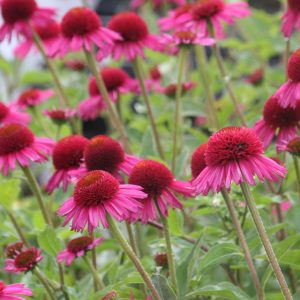Echinacea purpurea 'Delicious Candy'  (S)