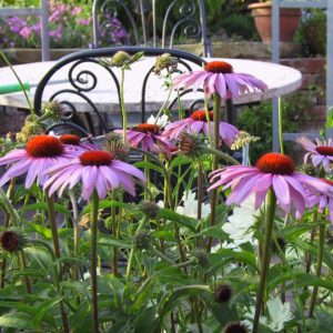 Echinacea purpurea 'Magnus'