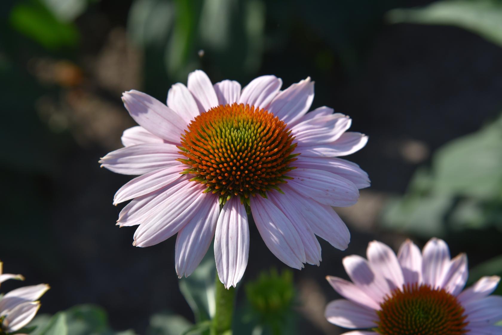Echinacea purpurea 'Pink Skipper' (S)