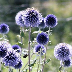 Echinops ritro