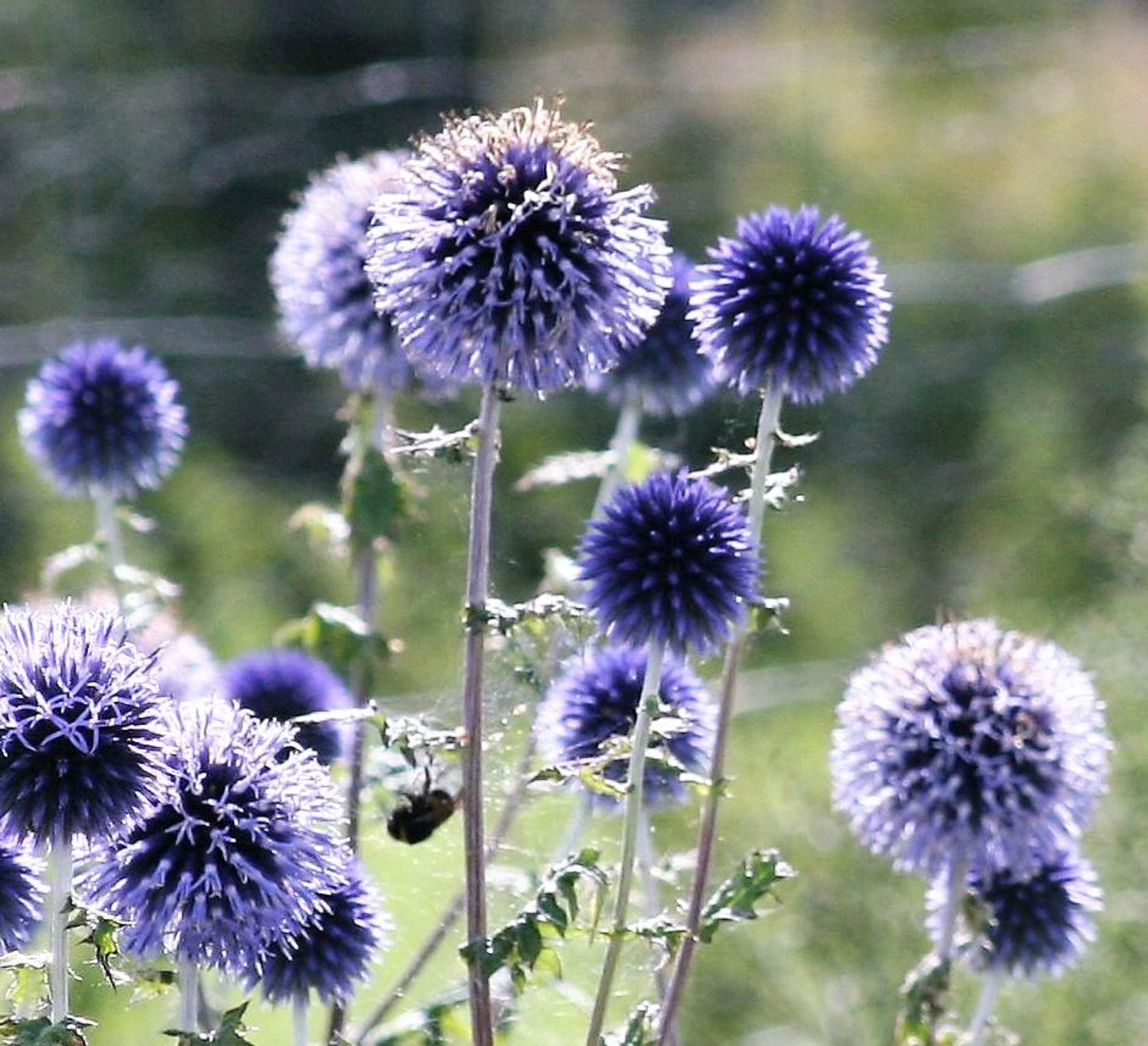 Echinops ritro