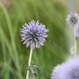 Echinops ritro 'Veitchs Blue'
