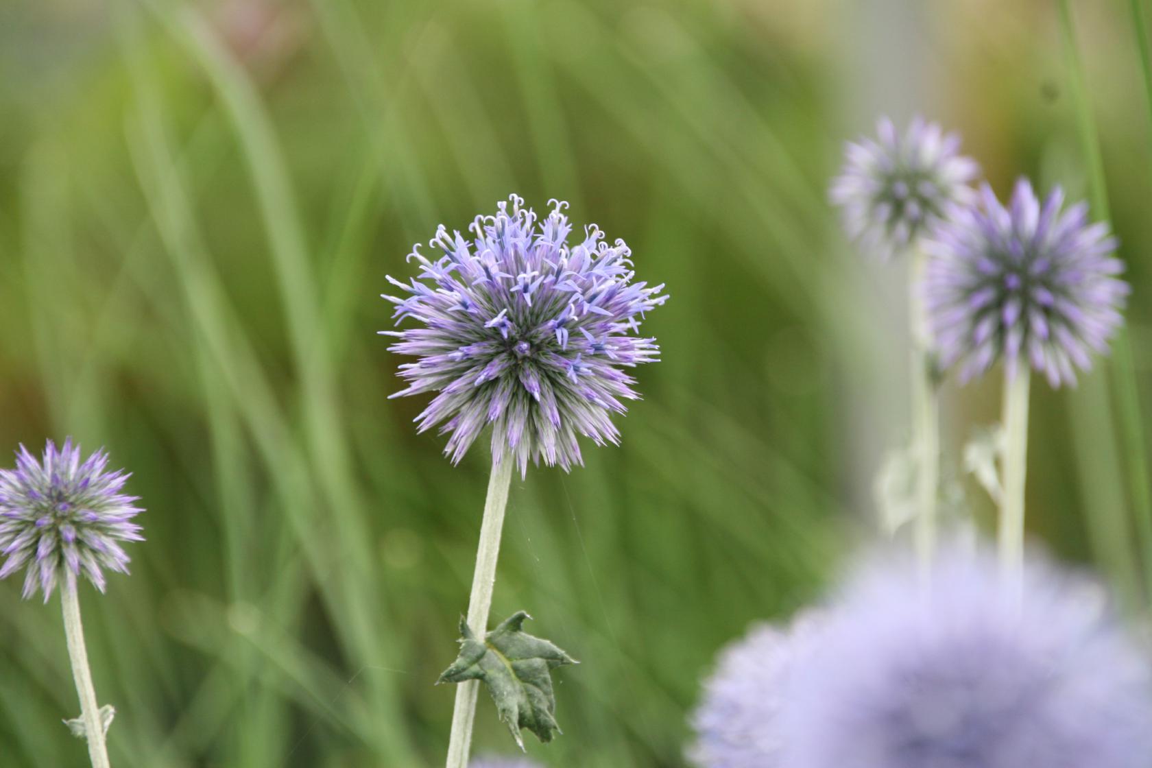 Echinops ritro 'Veitchs Blue'