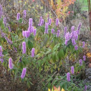 Elsholtzia stauntonii