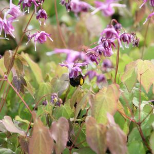 Epimedium grandiflorum 'Akebono'