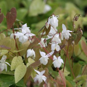 Epimedium x youngianum 'Niveum'