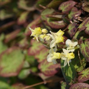 Epimedium x versicolor 'Sulphureum'