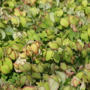 Epimedium grandiflorum 'Nanum'