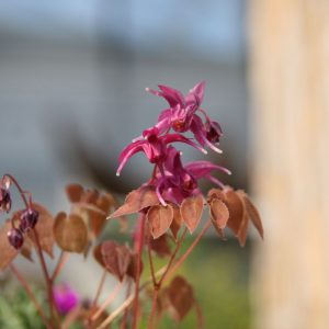 Epimedium grandiflorum 'Rose Queen'