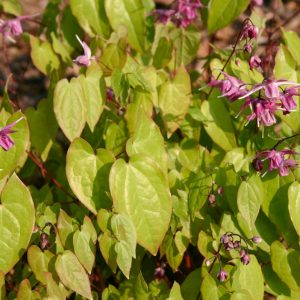 Epimedium grandiflorum 'Rubinkrone'