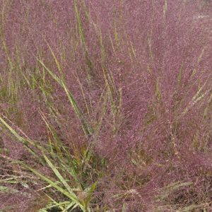 Eragrostis spectabilis