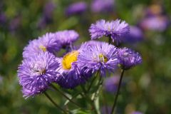 Erigeron x cult. 'Azurfee' (Azur Beauty)