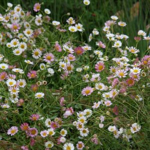 Erigeron karvinskianus 'Blütenmeer'