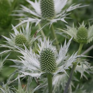 Eryngium giganteum 'Silver Ghost'