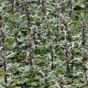Eryngium variifolium