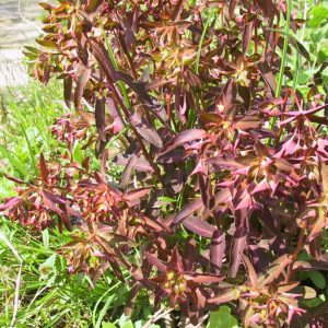 Euphorbia dulcis 'Chameleon'