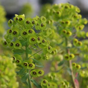 Euphorbia characias 'Black Pearl'