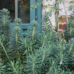 Euphorbia characias ssp.wulfenii