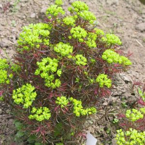 Euphorbia cyparissias 'Fens Ruby'