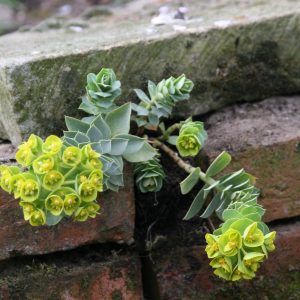 Euphorbia myrsinites