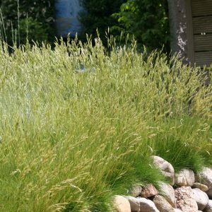 Festuca gautieri 'Pic Carlit'