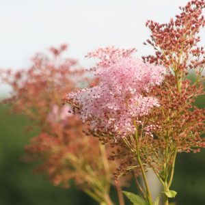 Filipendula rubra 'Venusta'