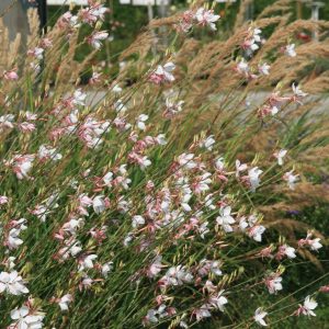 Gaura lindheimeri 'Wirrling Butterflies'