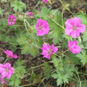 Geranium x riversleaian.'Russel Prichard'
