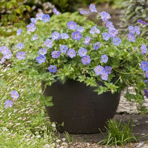 Geranium wallichianum 'Azure Rush'  (S)
