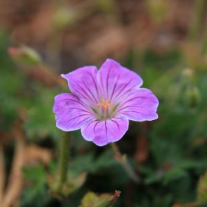 Geranium sanguineum 'Canon Miles'