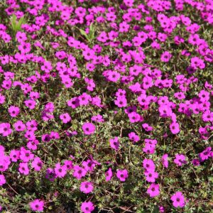 Geranium cinereum subcaulesc.'Giuseppii'