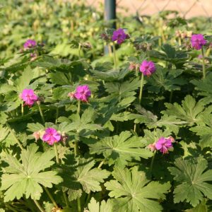 Geranium macrorrhizum 'Czakor'
