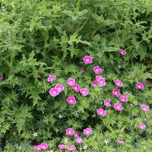 Geranium sanguineum 'Elke'