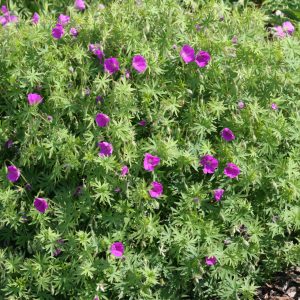 Geranium sanguineum 'Elsbeth'