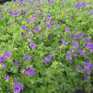 Geranium ibericum 'Vital'