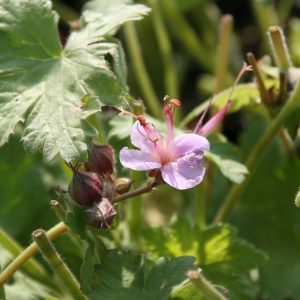Geranium macrorrhizum 'Ingwersen'