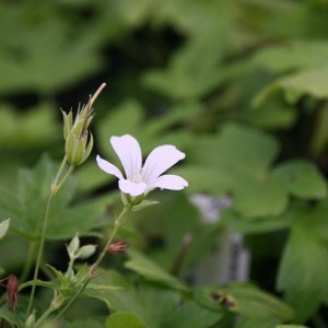 Geranium nodosum 'Silverwood'