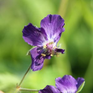 Geranium phaeum 'Lily Lovell'