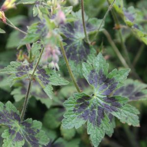 Geranium phaeum 'Samobor'