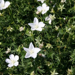 Geranium sanguineum 'Album'