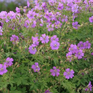 Geranium gracile 'Sirak'