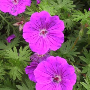 Geranium sanguineum 'Tiny Monster'