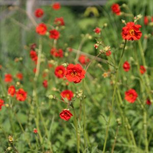 Geum chiloense 'Mrs. Bradshaw'  (Feuerball)