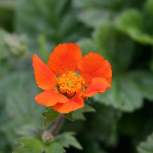 Geum coccineum 'Borisii Strain''